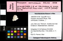Foto (Objekt + Etiketten) von Prosopon verrucosum (Reuss, 1858) 